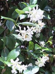 Trachelospermum jasminoides