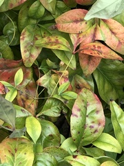 Pseudocercospora nandinae