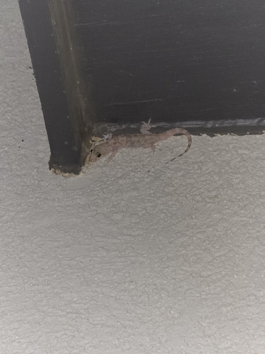 Mediterranean House Gecko