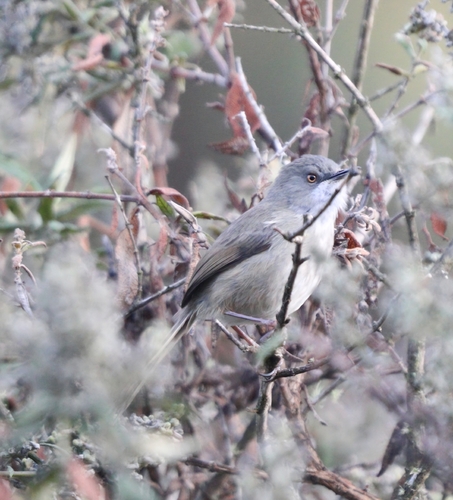 iNaturalist image