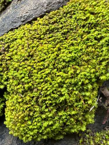 Fissidens megalotis, 2026-10-10