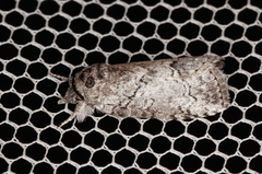 Nycteola polycyma