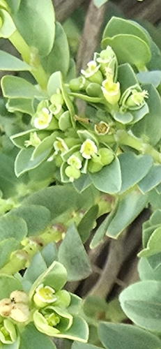Euphorbia mesembryanthemifolia, 2026-10-10