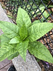 Pokeweed mosaic virus