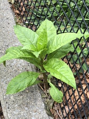 Pokeweed mosaic virus
