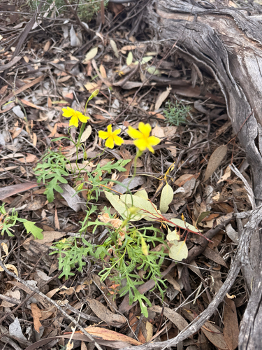 Goodenia pinnatifida observed 2026-10-10