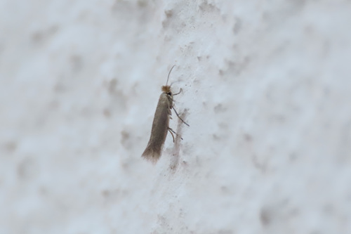 Crested Bent-wing