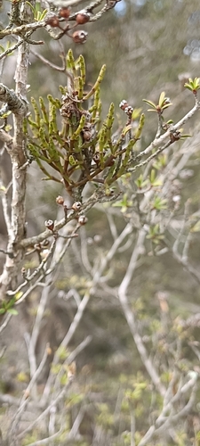 Korthalsella salicornioides observed 2026-10-10