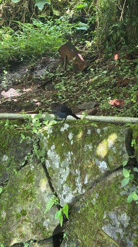 Myiomela leucura, 2026-10-10