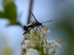 Synanthedon tipuliformis