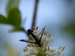 Synanthedon tipuliformis