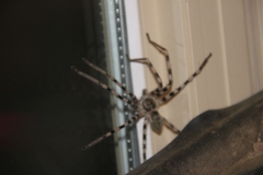 Eusparassus walckenaeri