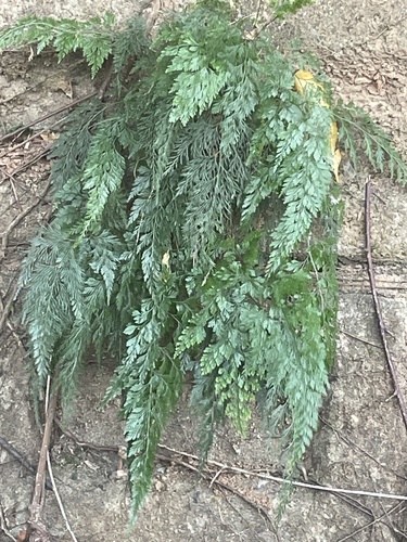 Onychium japonicum observed 2026-10-10