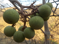 Ampelocissus acapulcensis