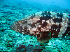 Epinephelus malabaricus