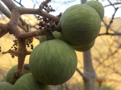 Ampelocissus acapulcensis