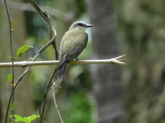 Tyrannus albogularis