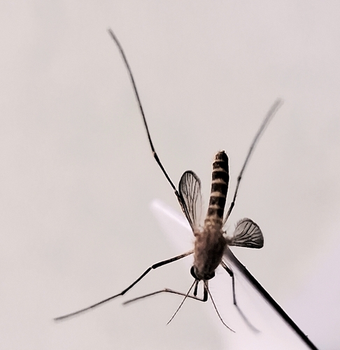 Culex quinquefasciatus, 2026-10-10