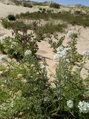 Dimorphocarpa wislizeni