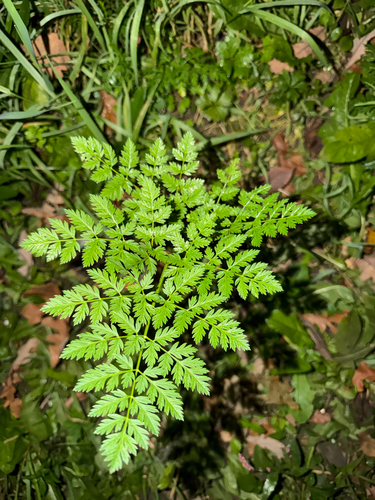 poison hemlock