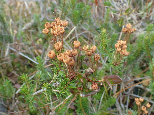 Phyllodoce empetriformis observed 2026-10-08
