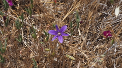 Brodiaea terrestris kernensis