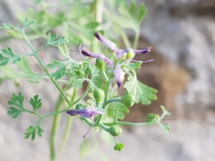 Fumaria bastardii