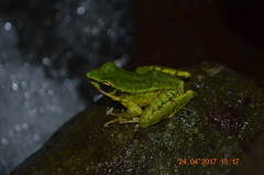 Odorrana hosii