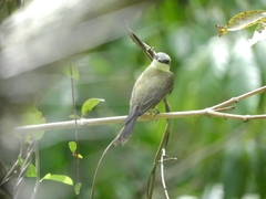 Tyrannus albogularis