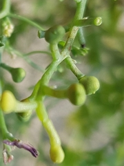 Fumaria bastardii