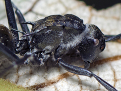 Entomophthoraceae