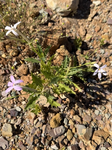 Lithotoma petraea observed 2026-10-10