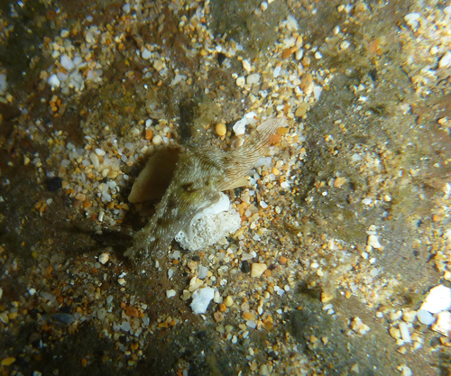 Stylocheilus striatus, 2026-10-08