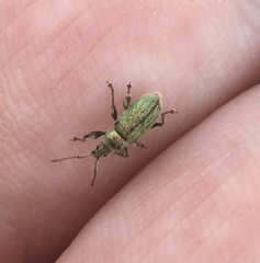 Phyllobius betulinus