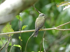 Tyrannus albogularis