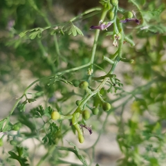 Fumaria bastardii