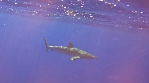 Carcharhinus falciformis observed 2026-10-10