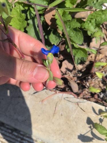 Asiatic dayflower