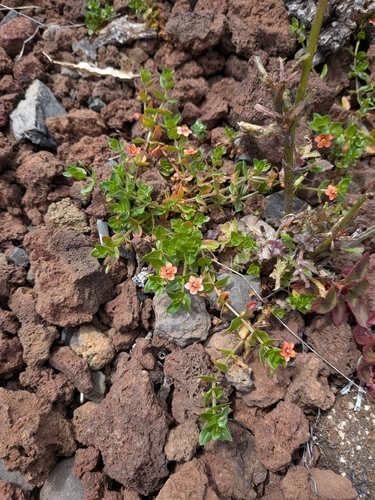 Lysimachia observed 2026-09-29