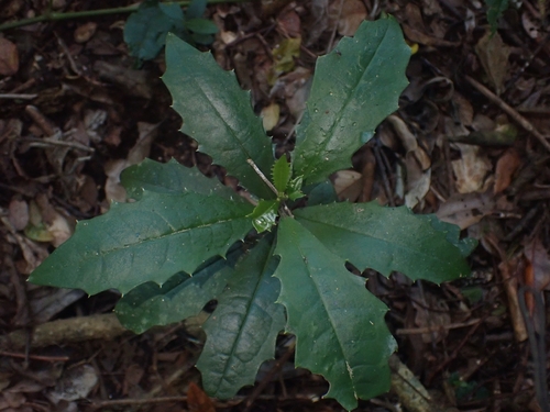 Polyosma observed 2026-10-09