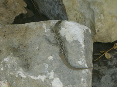 Podarcis filfolensis maltensis