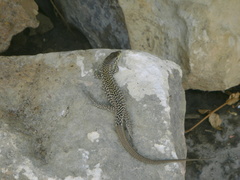 Podarcis filfolensis maltensis