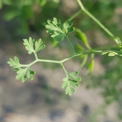 Fumaria bastardii