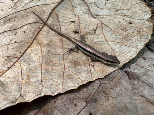 Sphenomorphus maculatus observed 2026-10-05
