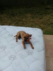 Canis familiaris