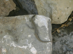 Podarcis filfolensis maltensis