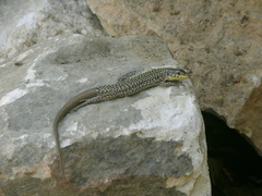 Podarcis filfolensis maltensis