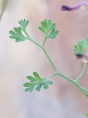 Fumaria bastardii