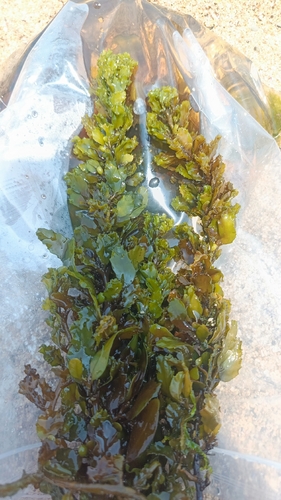 Sargassum fluitans observed 2026-10-10