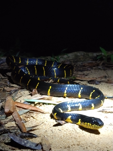 Boiga dendrophila observed 2026-10-09